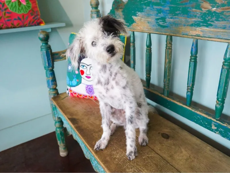 An adult small-sized male Black Miniature Poodle dog named Rocky Road for adoption in San Antonio, TX