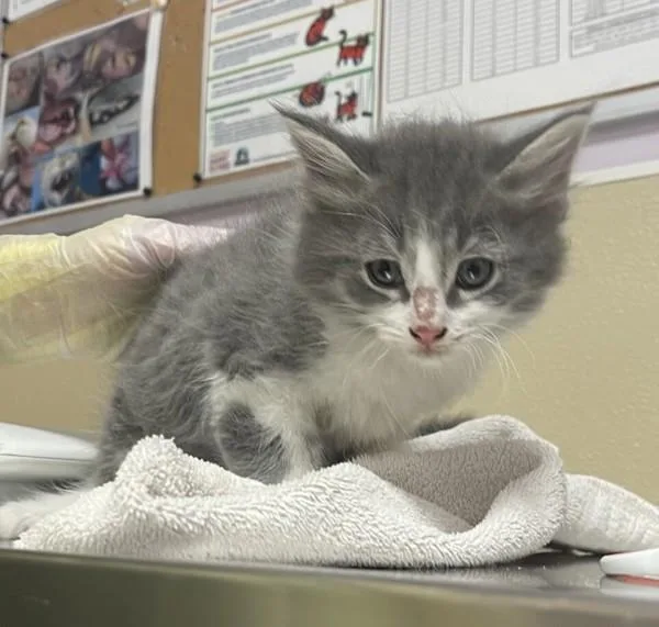 A baby small-sized male Domestic Medium Hair cat named Frossen for adoption in Vancouver, WA