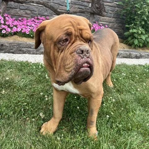 An adult extra large-sized male Red / Chestnut / Orange Dogue de Bordeaux dog named Bailey for adoption in Northbrook, IL