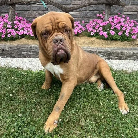 Bailey thumbnail 3