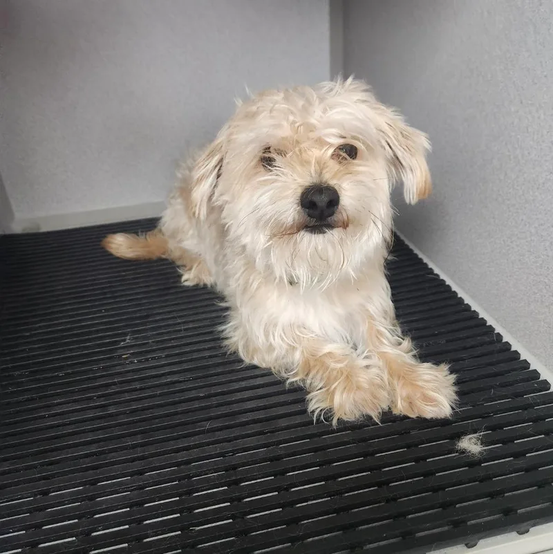 A young small-sized male Maltese dog named Mochi for adoption in Walnutport, PA