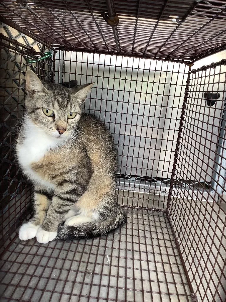 A young small-sized female Domestic Short Hair cat named Stone for adoption in New Braunfels, TX