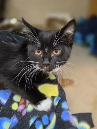 A baby small-sized female Domestic Short Hair cat named Sesame for adoption in Bellevue, WA
