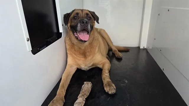 An adult large-sized male Mastiff dog named Snoopy for adoption in Charlotte, NC