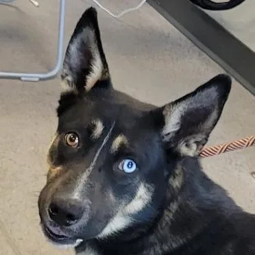 An adult medium-sized female Black Mixed Breed dog named Cassie for adoption in Las Cruces, NM