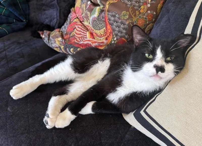 An adult medium-sized male Black & White / Tuxedo Domestic Short Hair cat named Pandaquiet worker cat for adoption in Beverly, MA