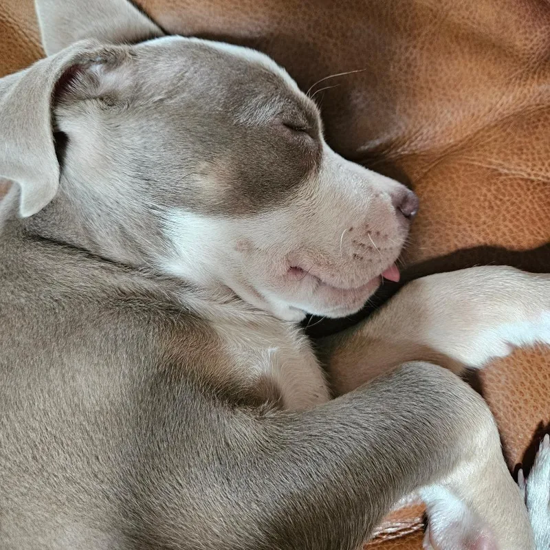 A baby large-sized female Gray / Blue / Silver Mixed Breed dog named Taylor for adoption in Owosso, MI