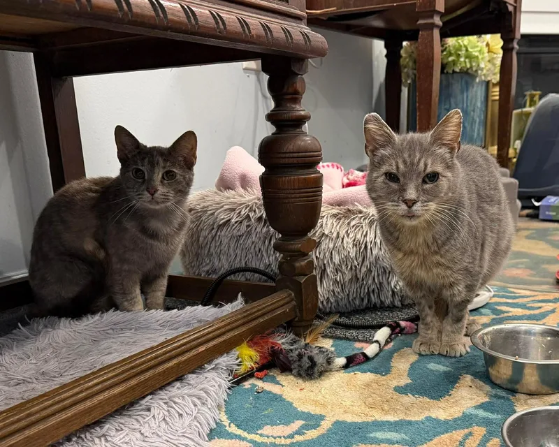 An adult medium-sized female Domestic Short Hair cat named Daisy And Millie for adoption in Pittsburgh, PA