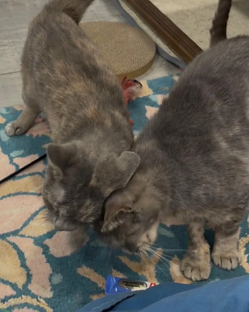 Daisy And Millie thumbnail 4