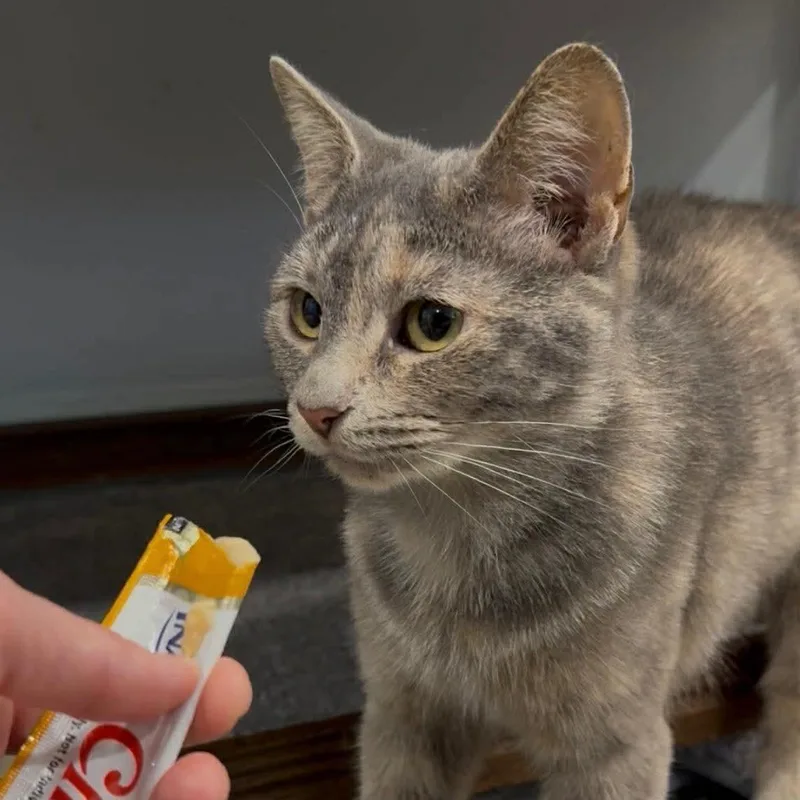 Daisy And Millie thumbnail 5