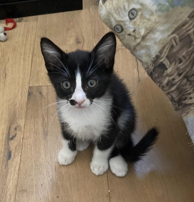 A baby medium-sized male Black & White / Tuxedo Domestic Short Hair cat named George Washington for adoption in Huntington Beach, CA