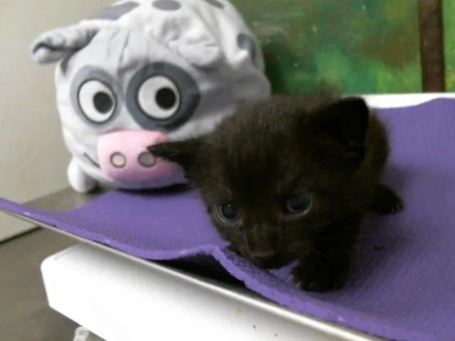 A baby small-sized male Domestic Short Hair cat named Whiskers for adoption in Houston, TX
