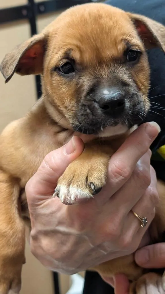 A baby medium-sized male Mixed Breed dog named Lindbergh for adoption in Warren, MI