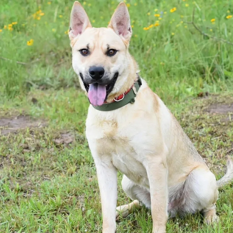 A young medium-sized male Bicolor Labrador Retriever dog named Samwise for adoption in Pearland, TX