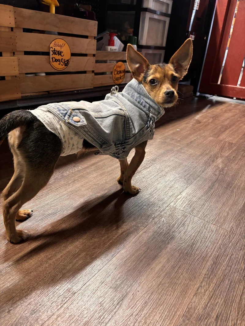 A young small-sized male Chihuahua dog named Waylon for adoption in Southaven, MS