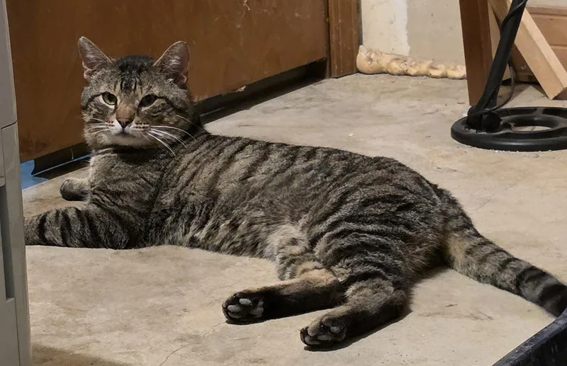 An adult large-sized male Brown / Chocolate Domestic Medium Hair cat named Felix Billups Cl for adoption in Kansas City, MO
