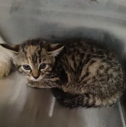A young small-sized female Domestic Short Hair cat named Fire for adoption in Lafayette, IN