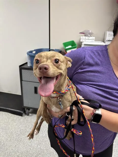 A young small-sized female Chihuahua dog named Daisy for adoption in Pasadena, TX