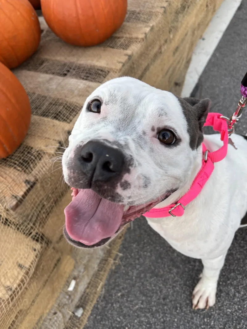 An adult medium-sized female Pit Bull Terrier dog named Skyler "Sky" for adoption in Holly Springs, NC