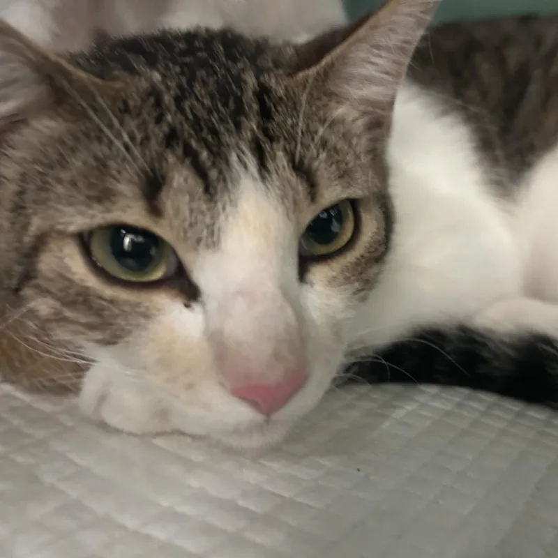 An adult medium-sized male White Domestic Short Hair cat named Peter for adoption in Lake Jackson, TX