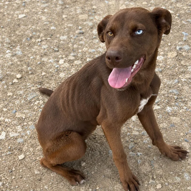 A young medium-sized female Brown / Chocolate Shepherd dog named Hope for adoption in Sonoma, CA