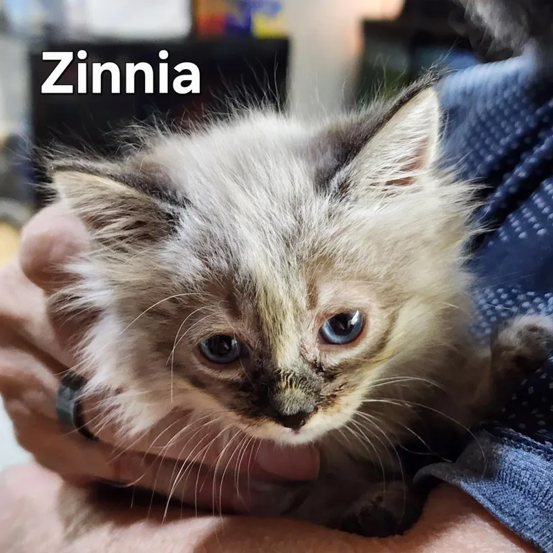 A baby medium-sized female Domestic Long Hair cat named Astrid for adoption in Lincoln, CA