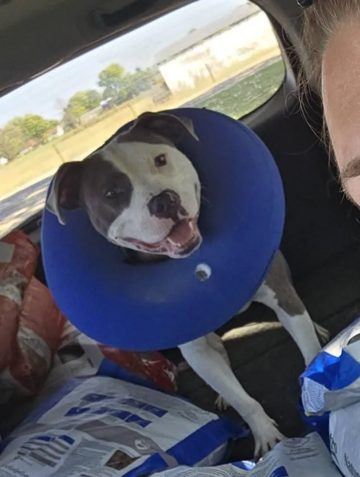 An adult medium-sized male Pit Bull Terrier dog named Chance for adoption in Camden, OH