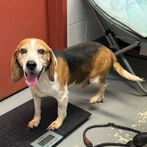 An adult medium-sized male Tricolor (Brown, Black, & White) Beagle dog named Tucker for adoption in Stoughton, MA