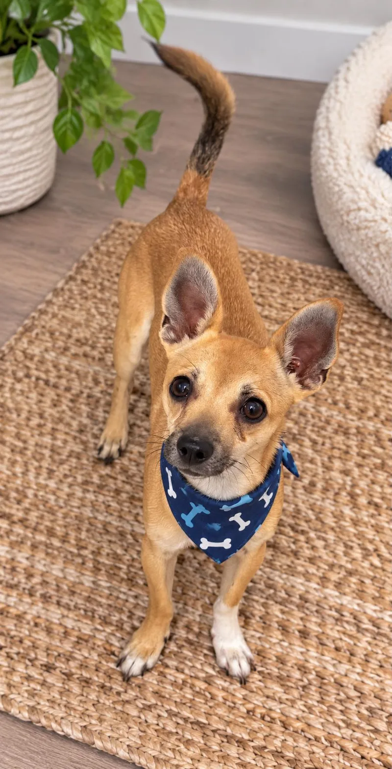 A baby small-sized male Apricot / Beige Chihuahua dog named Tuffy for adoption in Phoenix, AZ