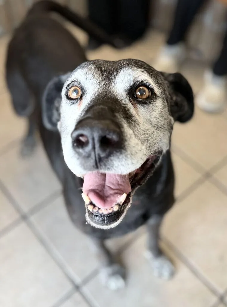 An adult medium-sized female Boxer dog named Bella for adoption in Fruit Heights, UT