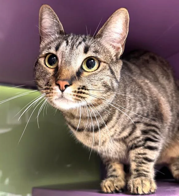 An adult medium-sized female Domestic Short Hair cat named Mia for adoption in Santa Cruz, CA