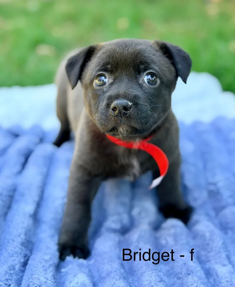 A baby medium-sized female Black Basset Hound dog named Bridget for adoption in Newfoundland, NJ