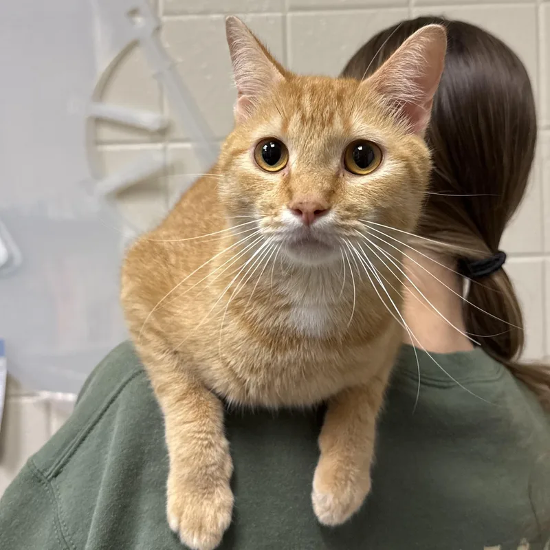 An adult medium-sized female Domestic Short Hair cat named Aurora for adoption in Kearney, NE