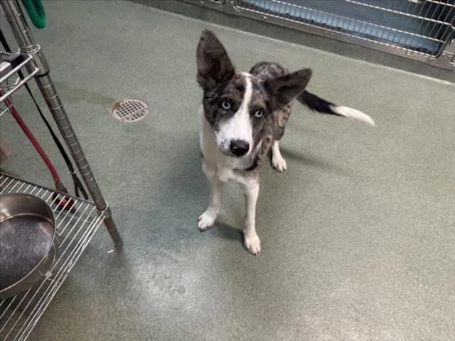 A young medium-sized female Mixed Breed dog named Agatha for adoption in Santa Fe, NM