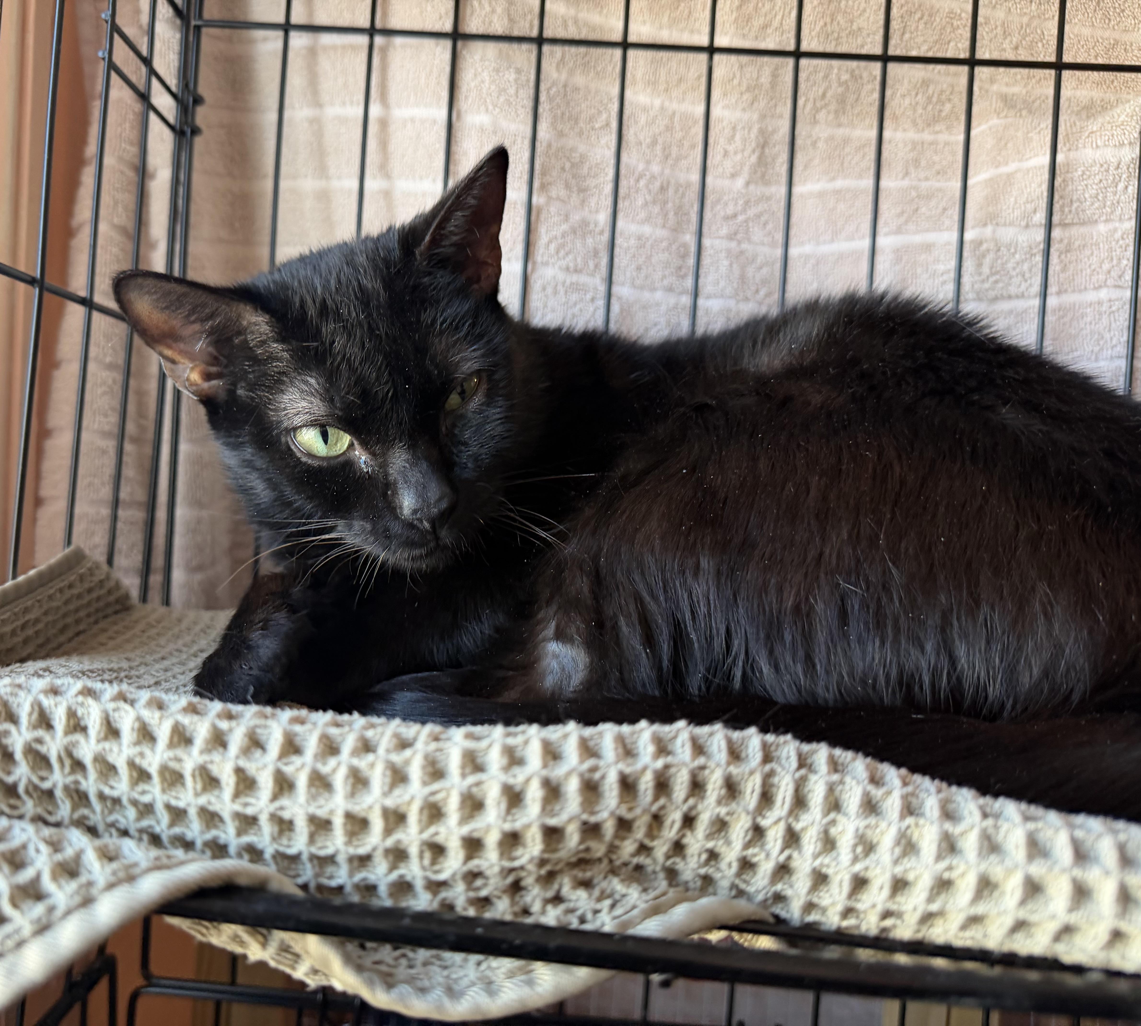 An adult large-sized female Black Domestic Short Hair cat named Anu for adoption in Hudson, NY