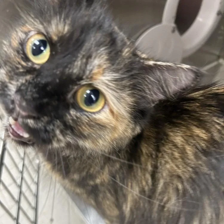 An adult medium-sized female Tortoiseshell Domestic Long Hair cat named Tumnus for adoption in East Smithfield , PA