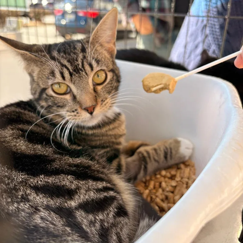 Princess thumbnail 2