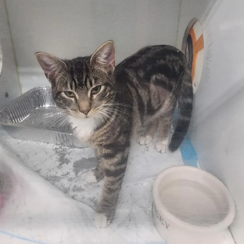 Princess thumbnail 3