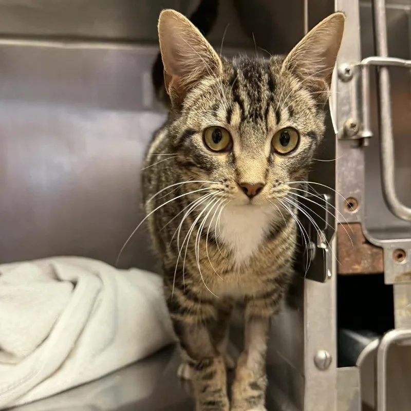 Princess thumbnail 4