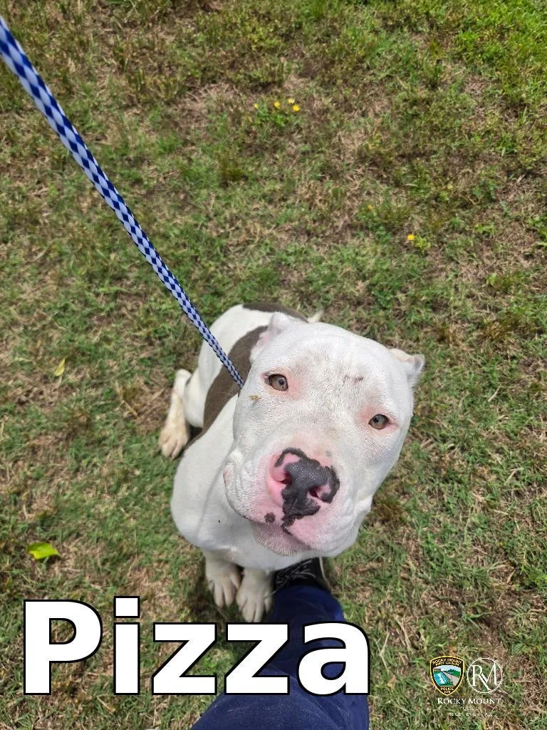 A young medium-sized male Pit Bull Terrier dog named Pizza for adoption in Rocky Mount, NC