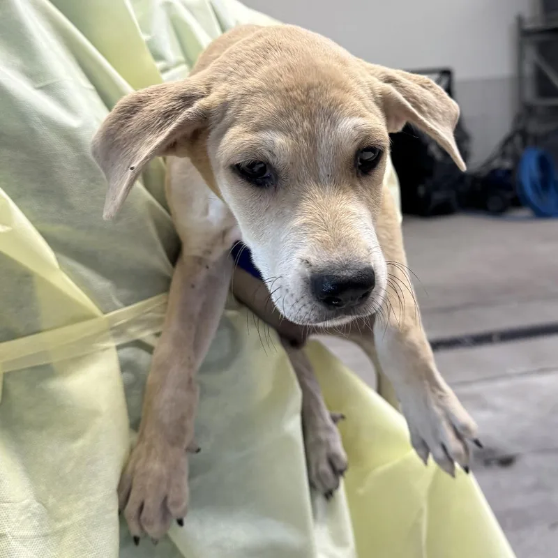 A baby small-sized male Yellow / Tan / Blond / Fawn Mixed Breed dog named Tootles for adoption in Las Cruces, NM