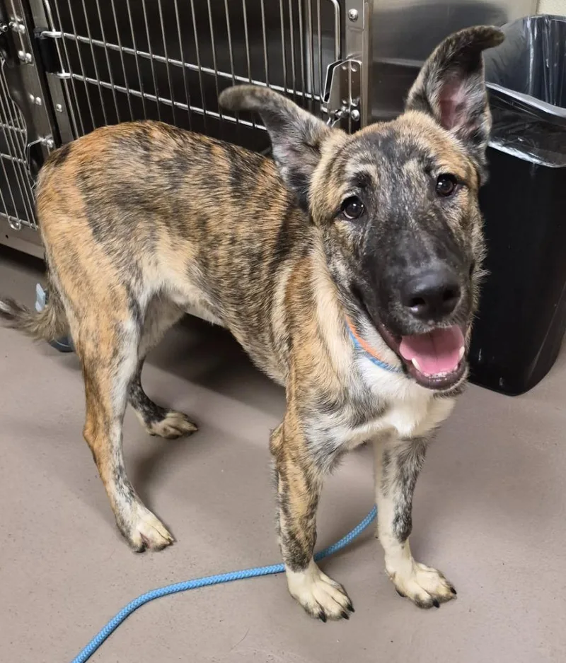 A baby medium-sized male Staffordshire Bull Terrier dog named Chance for adoption in Christiansburg, VA