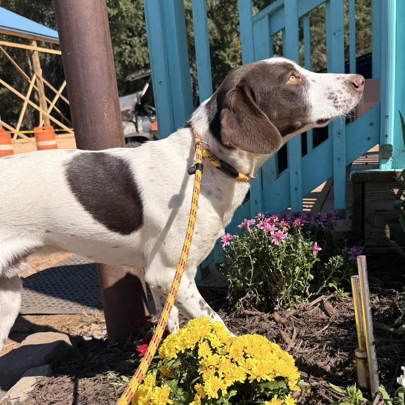 A young medium-sized male Pointer dog named Sanford for adoption in Columbia, SC