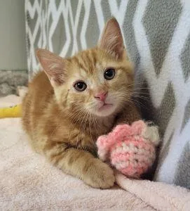 A young medium-sized male Domestic Short Hair cat named Nelson for adoption in Bucyrus, OH