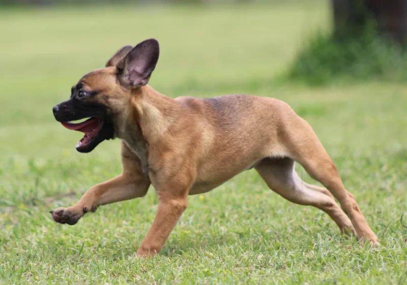 Cinnamon thumbnail 4