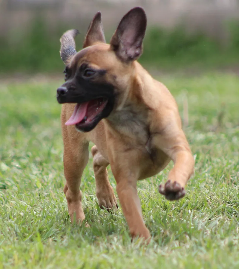 Cinnamon thumbnail 5