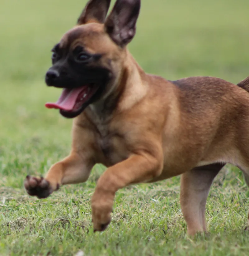 A baby small-sized female Brown / Chocolate French Bulldog dog named Cinnamon for adoption in Temple, TX