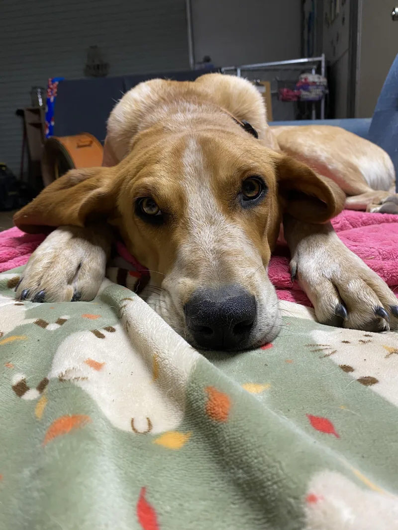 A young large-sized male English Coonhound dog named Billy Bob for adoption in TULSA, OK