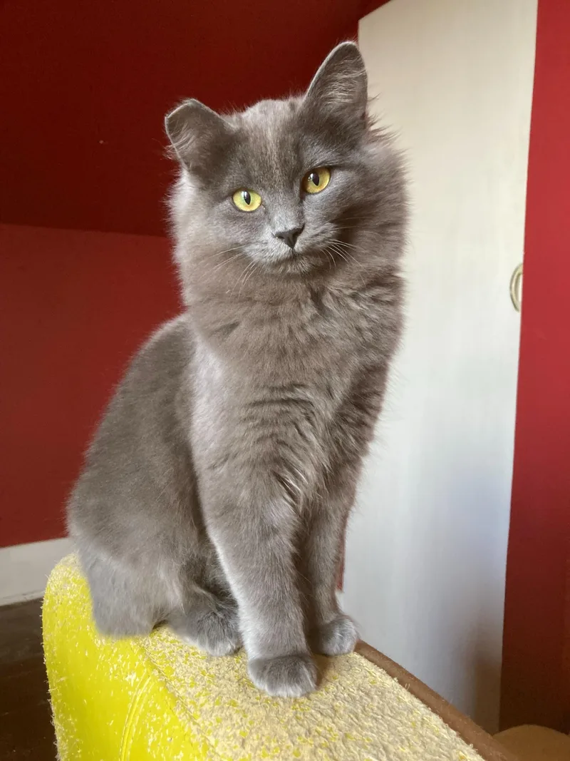 Tribble And Trouble thumbnail 2