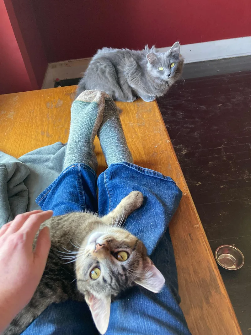 Tribble And Trouble thumbnail 3